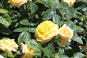 92 - Butchard Gardens  - IMG_1698
